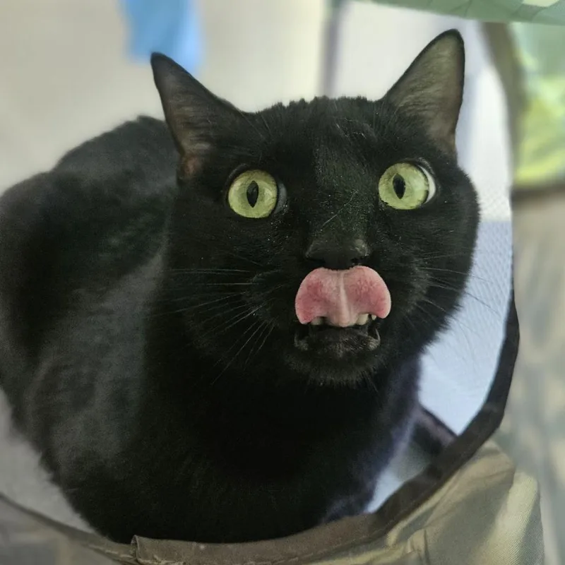 An adult large-sized male Black Domestic Short Hair cat named Cash for adoption in Lakewood, CO