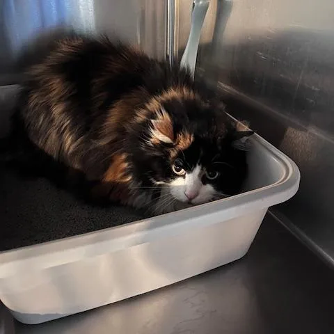 A senior small-sized female Calico Domestic Long Hair cat named Juniata for adoption in St. Louis, MO