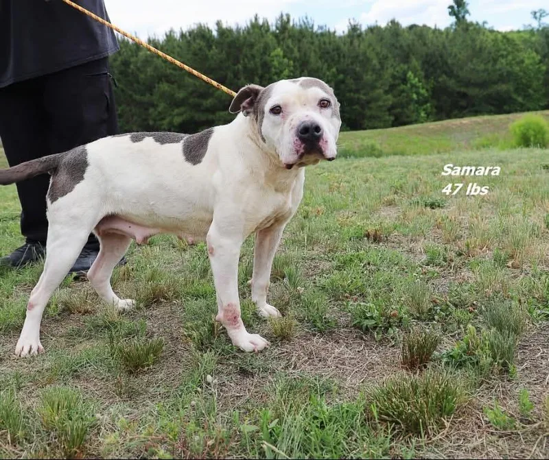An adult large-sized female Mixed Breed dog named Samara for adoption in Oxford, NC