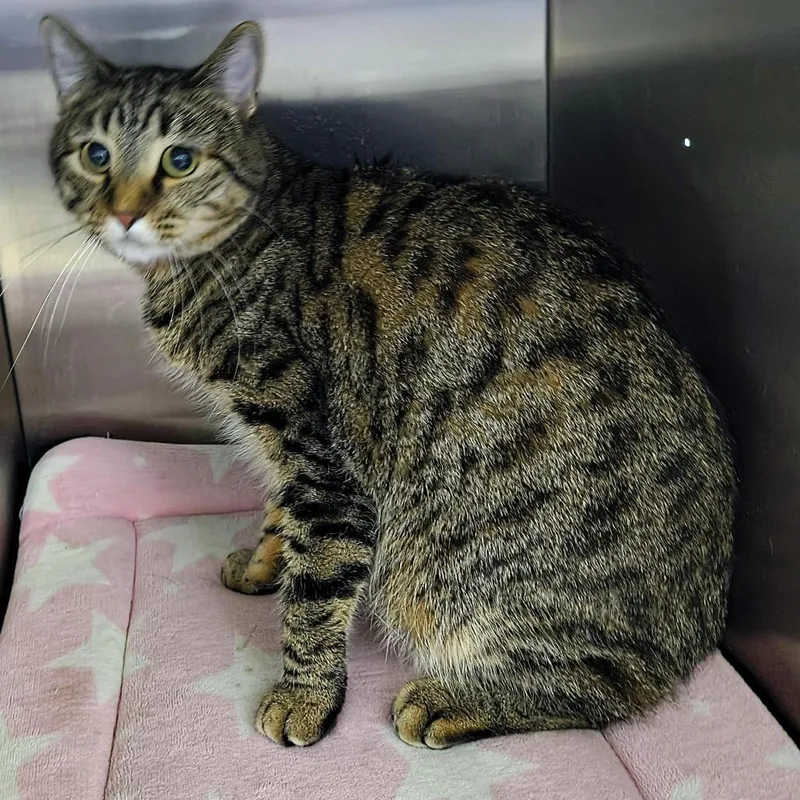 A young large-sized male Domestic Short Hair cat named Toast for adoption in Bullhead City, AZ