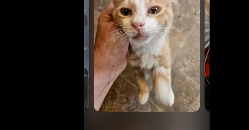 A baby small-sized male Orange & White Domestic Short Hair cat named Sir Lucias T. Featherbottom for adoption in Thatcher, AZ
