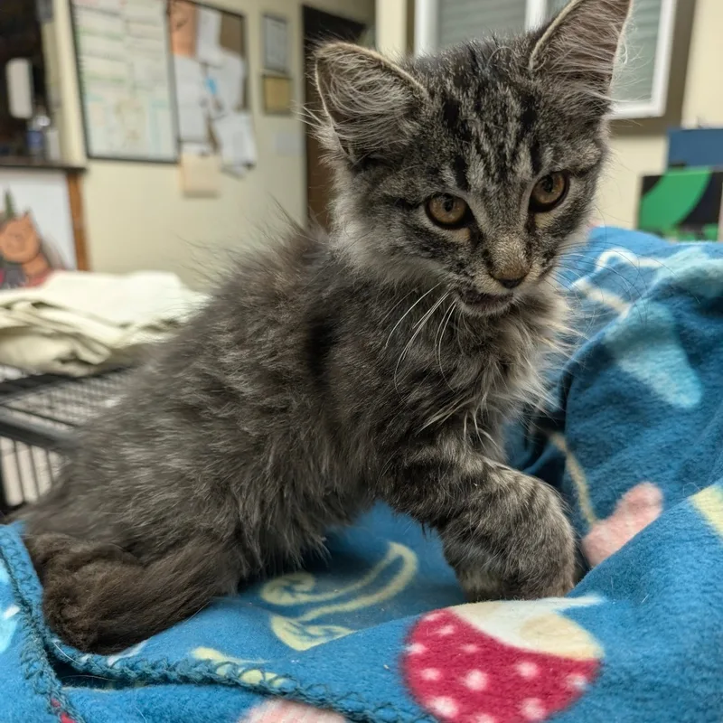 A baby small-sized male Domestic Medium Hair cat named Poncho for adoption in Bastrop, TX