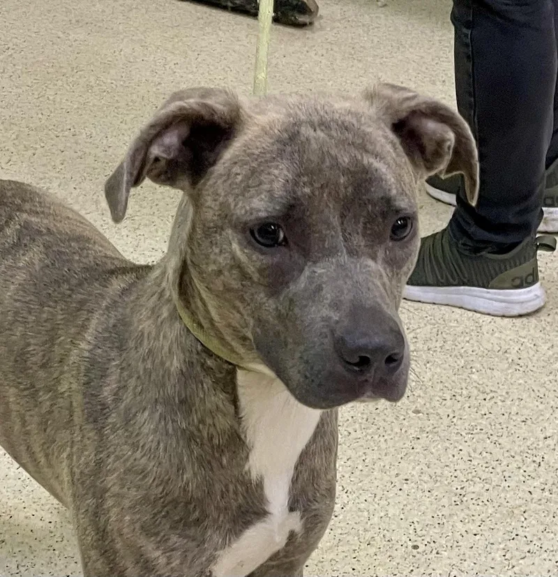 A young medium-sized female Terrier dog named Cera for adoption in Muncie, IN