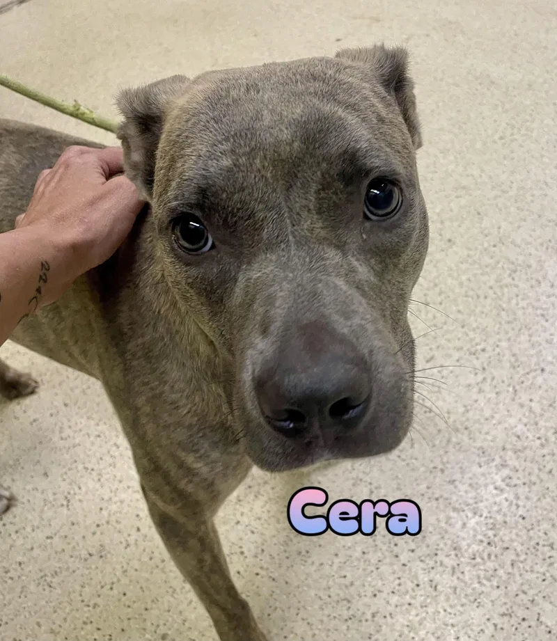 Cera thumbnail 3