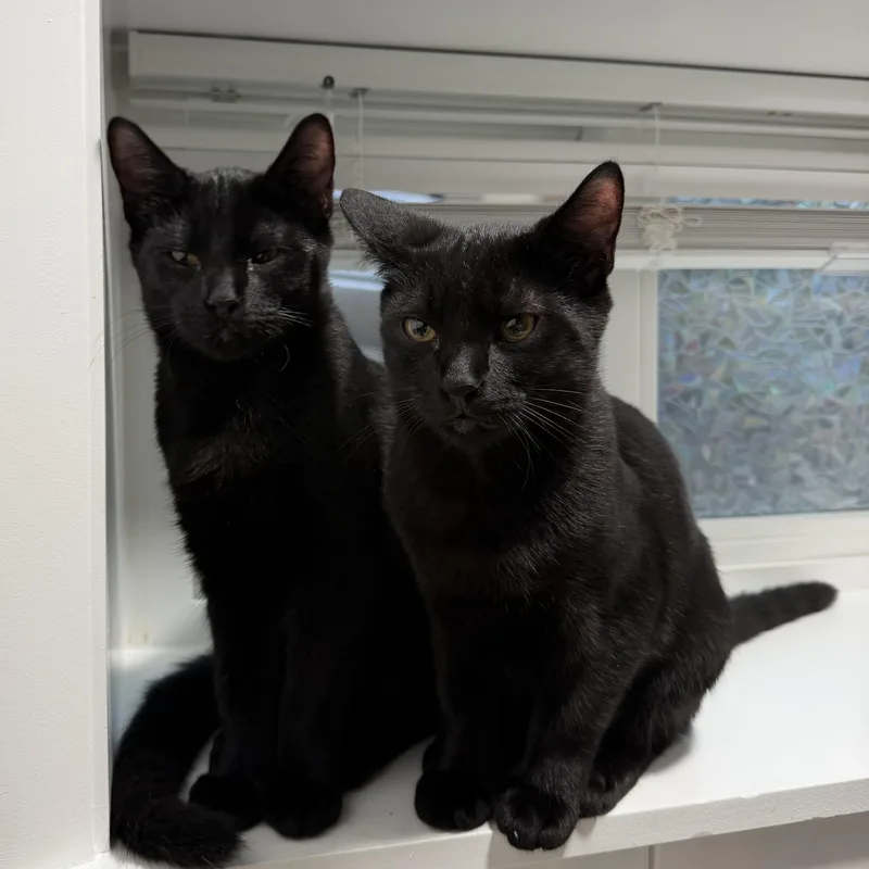 A baby medium-sized male Black Domestic Short Hair cat named Saki & Miso for adoption in Mokena, IL