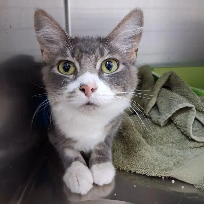 An adult medium-sized female Gray / Blue / Silver Domestic Long Hair cat named Stella for adoption in Lake Havasu City, AZ