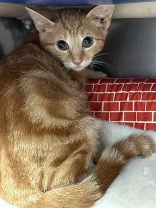 A baby small-sized female Domestic Short Hair cat named Werther for adoption in Madison, NJ