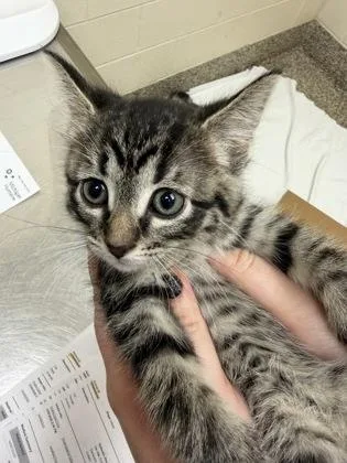 A baby small-sized female Domestic Short Hair cat named Upsy Daisy for adoption in Westland, MI