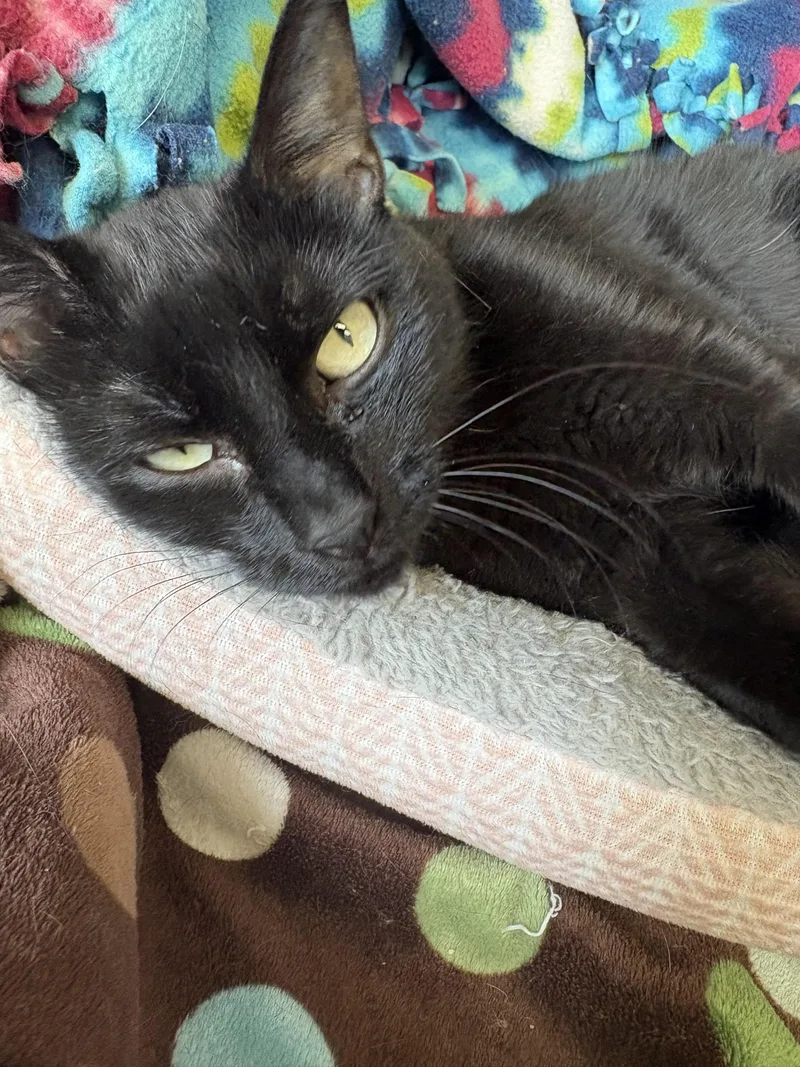 An adult medium-sized female Black Domestic Short Hair cat named Eve for adoption in Little Falls, MN