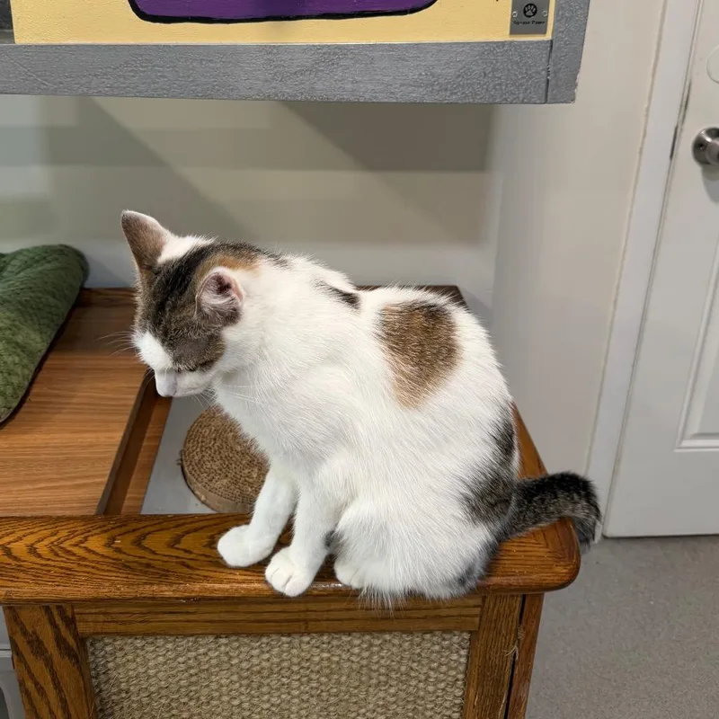 An adult medium-sized female White Domestic Short Hair cat named Paris for adoption in Oyster Bay, NY