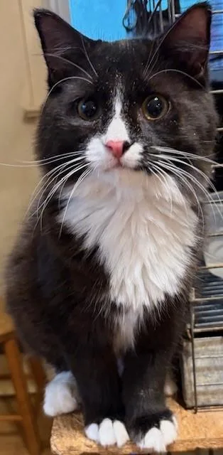 A baby small-sized female Black & White / Tuxedo Domestic Long Hair cat named Bedhead for adoption in Pottstown, PA