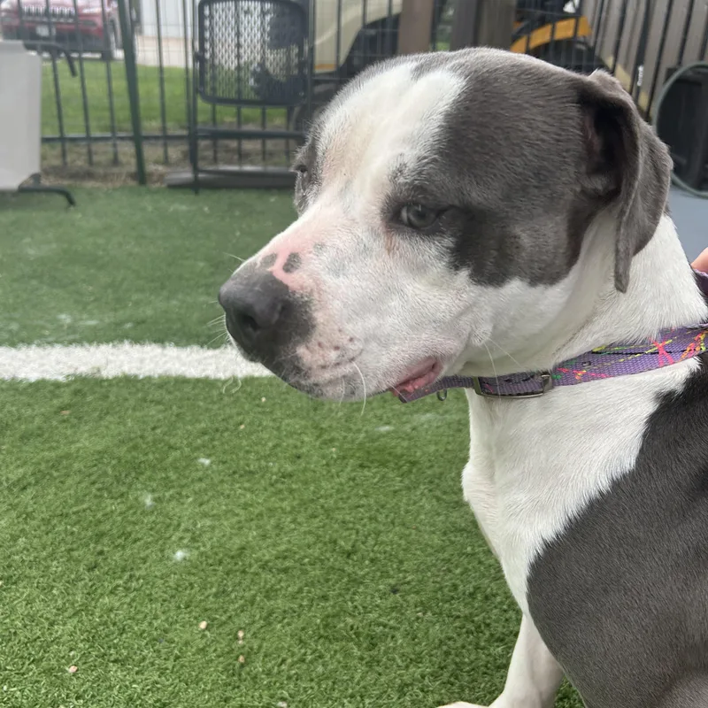 A young medium-sized male White / Cream Pit Bull Terrier dog named Foxy for adoption in Seward, NE