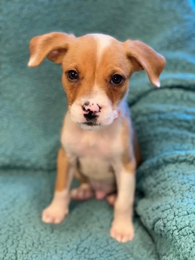 A baby medium-sized male Terrier dog named Dollar for adoption in Urbandale, IA