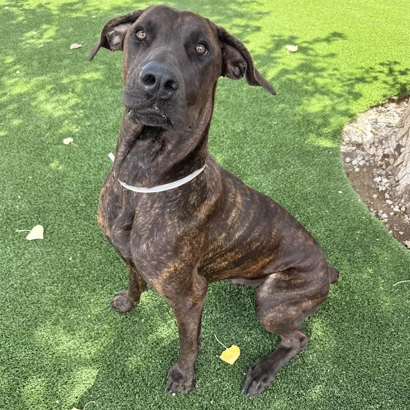 A young large-sized female Cane Corso dog named Kaia for adoption in Hawthorne, CA