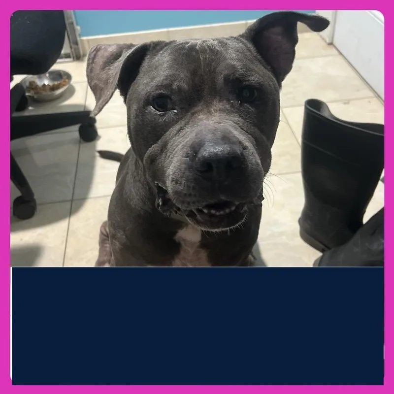 An adult large-sized male Pit Bull Terrier dog named Cairo HW+ for adoption in Northbrook, IL