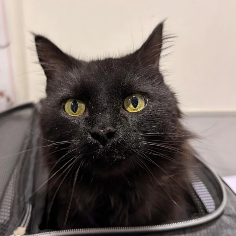 Salem