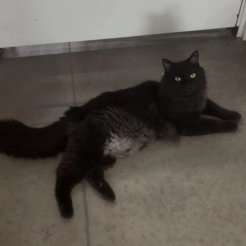 Salem thumbnail 3