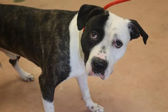 A young large-sized male Mixed Breed dog named Felix for adoption in Columbia, SC