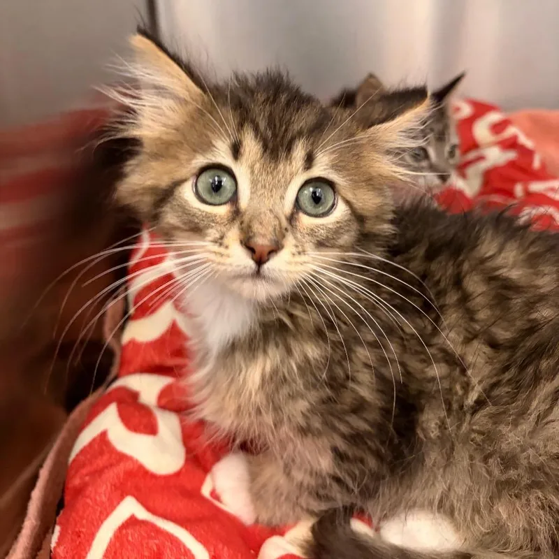 A baby small-sized male Brown / Chocolate Domestic Long Hair cat named Sean for adoption in Marshall, VA