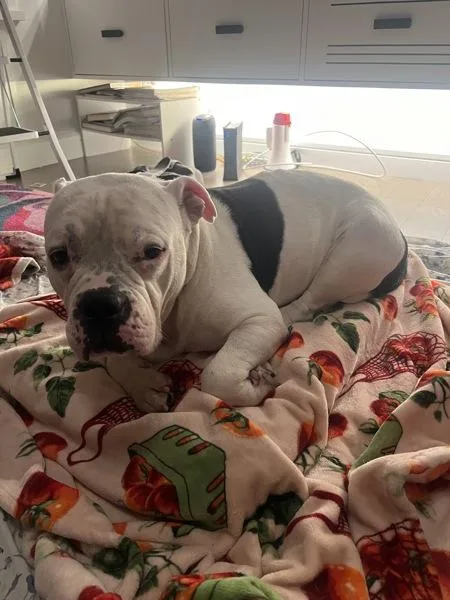 An adult medium-sized male Mixed Breed dog named Charcoal for adoption in New York, NY