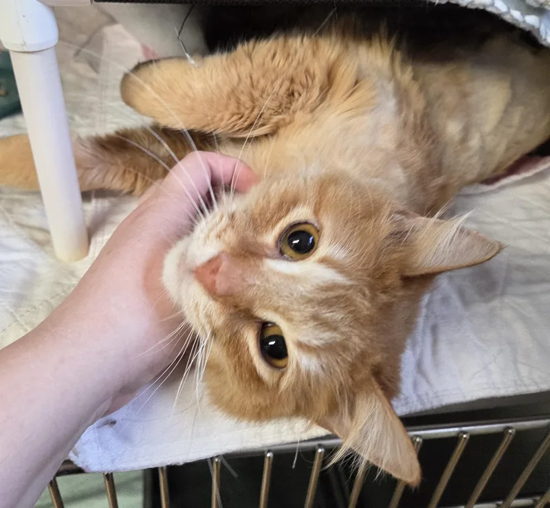 An adult large-sized male Tabby (Orange / Red) Domestic Long Hair cat named Iggy for adoption in Carsonville, MI