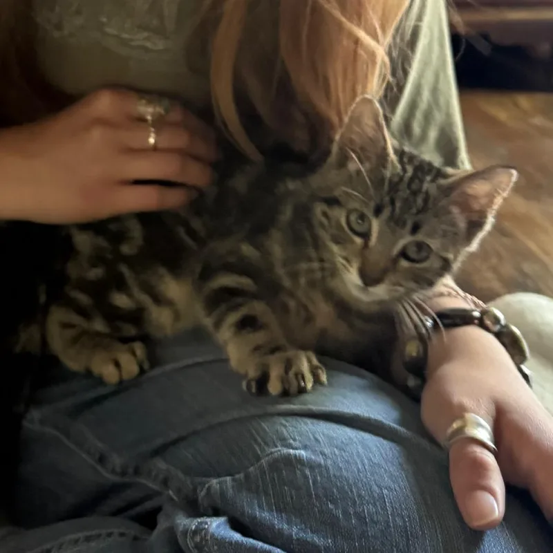 A baby small-sized male Brown / Chocolate Domestic Short Hair cat named Poncho for adoption in Garfield, AR
