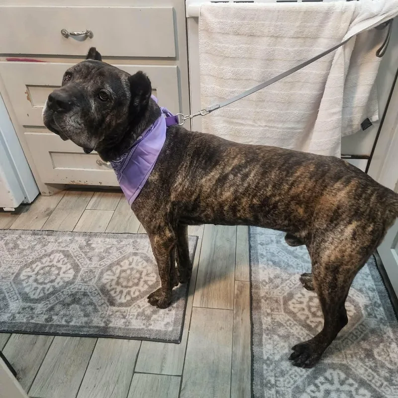 A senior large-sized male Brindle Cane Corso dog named Kane for adoption in Oak Point, TX