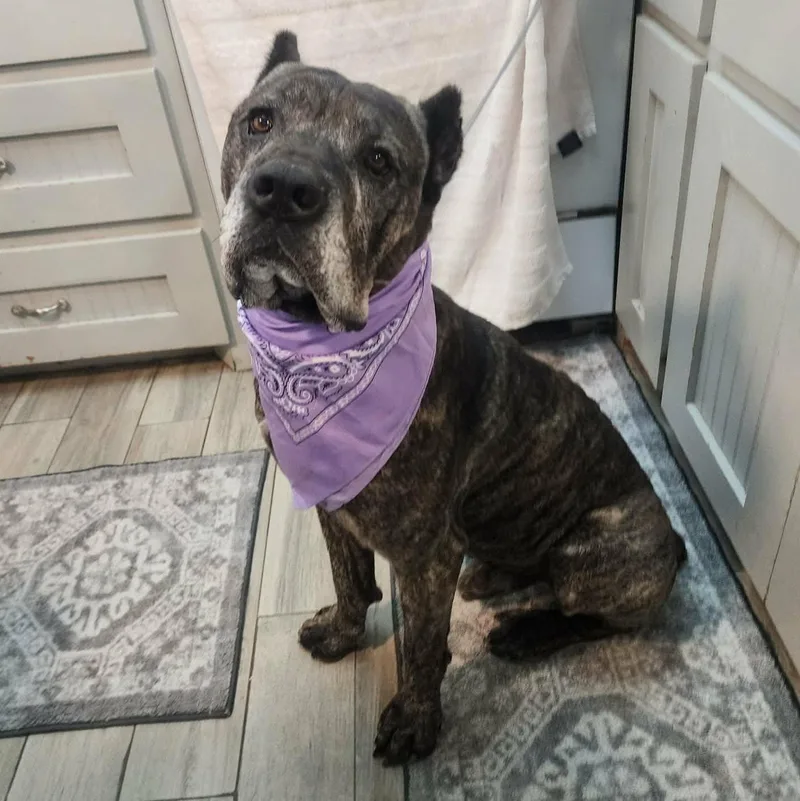 Kane thumbnail 2