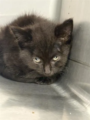 A baby small-sized female Domestic Short Hair cat named Fifi for adoption in San Martin, CA