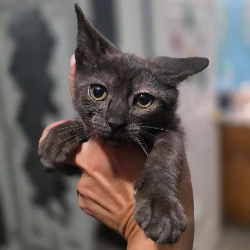 A baby small-sized male Brown / Chocolate Domestic Short Hair cat named Hansel for adoption in Abingdon, MD