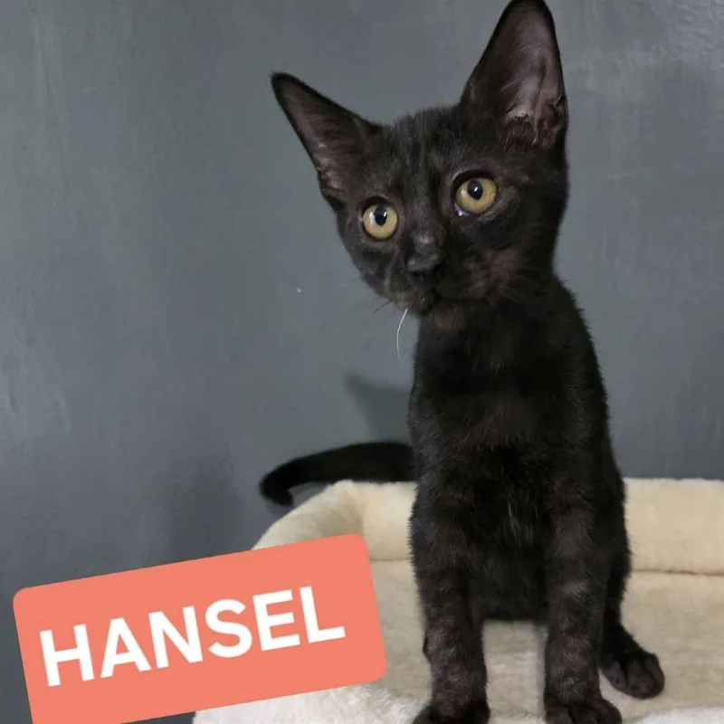 Hansel thumbnail 3