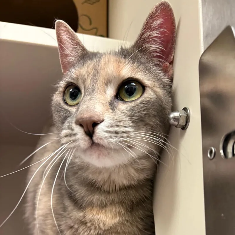 An adult large-sized female Gray / Blue / Silver Domestic Short Hair cat named Pebbles for adoption in Fairport, NY