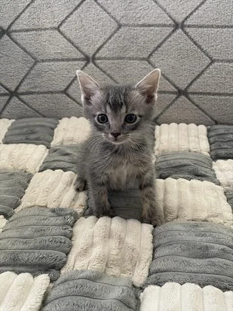 A baby small-sized male Domestic Short Hair cat named Ash for adoption in Colorado Springs, CO