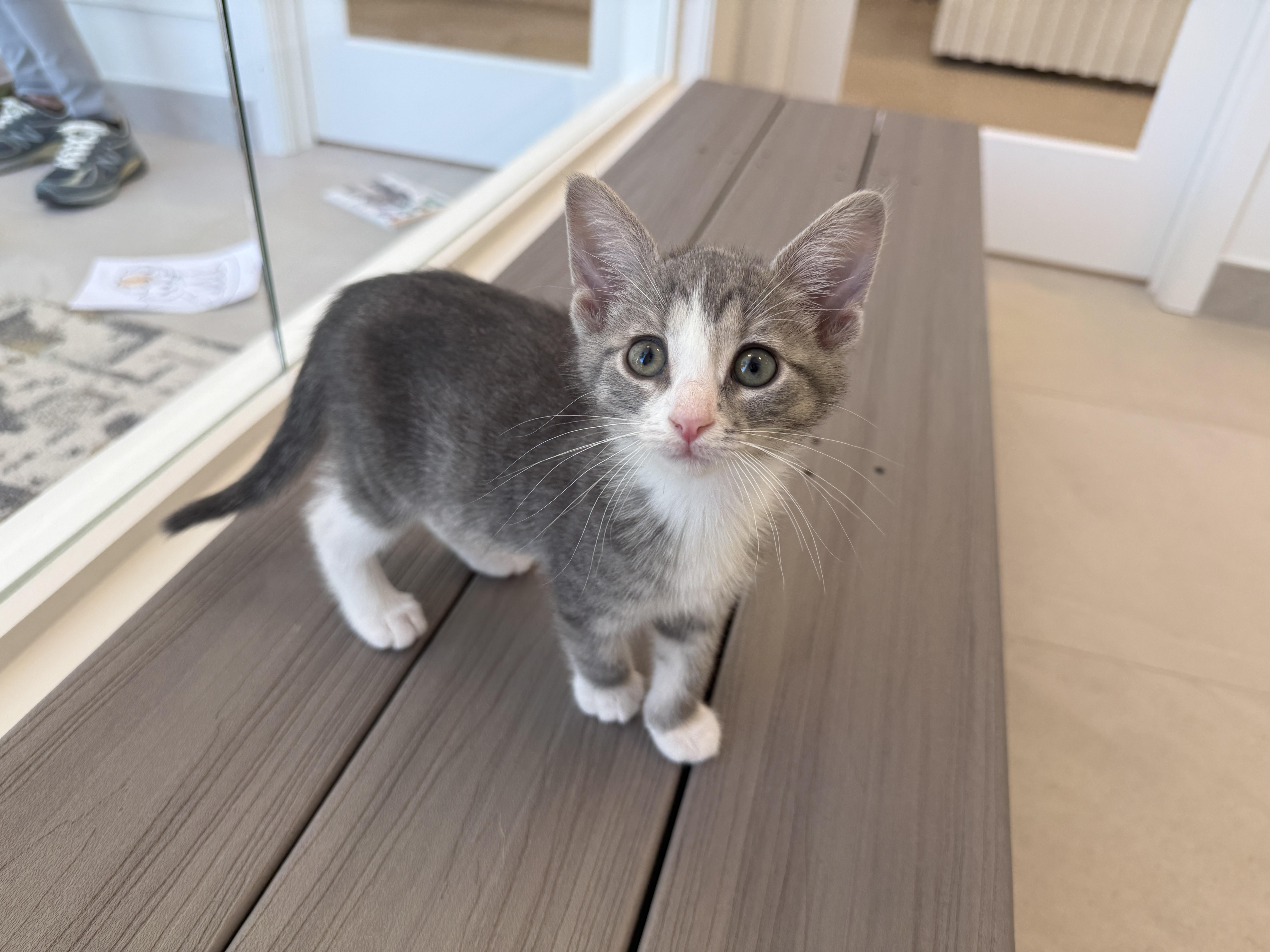 A baby medium-sized male Tabby (Gray / Blue / Silver) Domestic Short Hair cat named Abbot for adoption in Evanston, IL