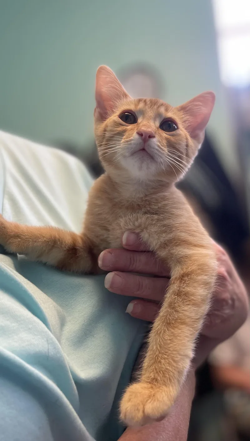 A baby small-sized male Tabby (Orange / Red) Domestic Short Hair cat named Atomic Tangerine for adoption in Richmond, VA
