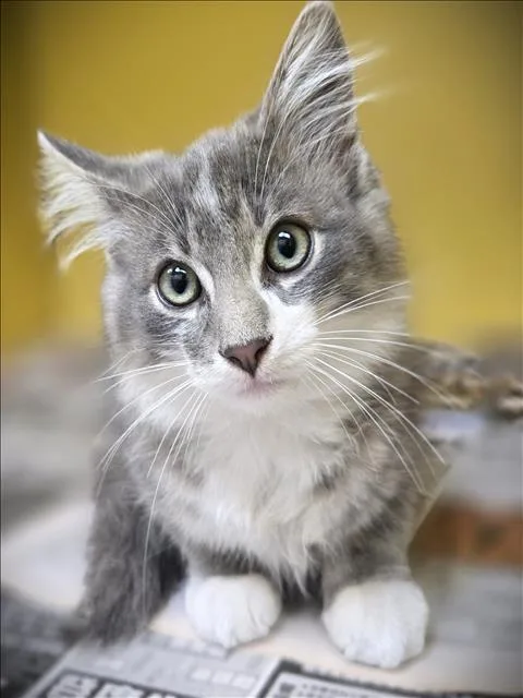 A baby small-sized female Domestic Short Hair cat named Whiskers for adoption in Los Angeles, CA