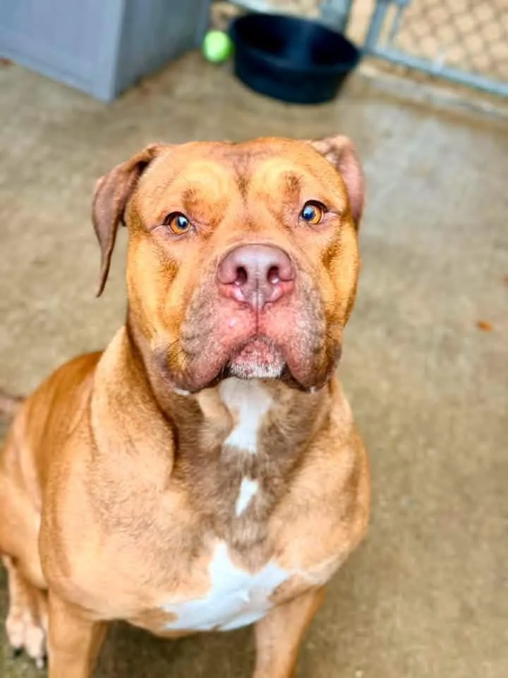 An adult medium-sized male Brown / Chocolate American Bulldog dog named Pamplemousse for adoption in Chicago, IL