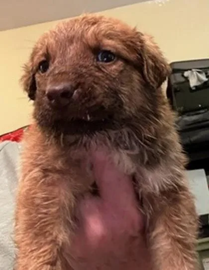 A baby medium-sized male Mixed Breed dog named Snoop for adoption in Madison, NJ