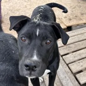 A baby medium-sized female Black American Staffordshire Terrier dog named Amber for adoption in Liverpool, TX