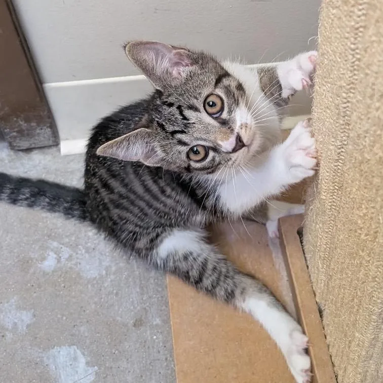 Zuzu