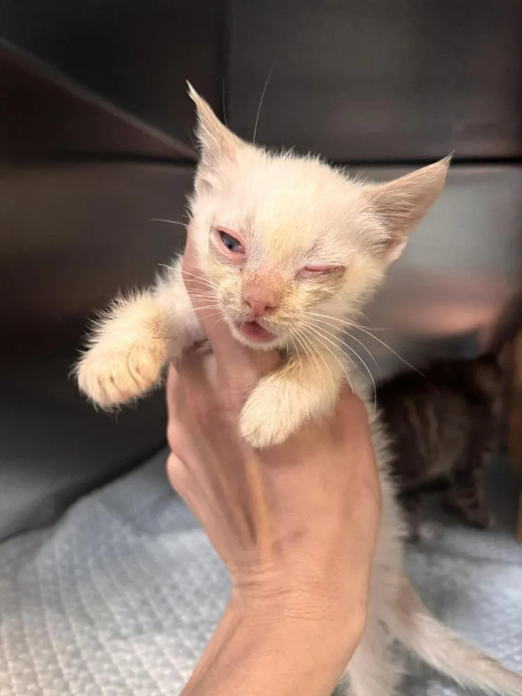 A baby small-sized male Orange & White Domestic Short Hair cat named Finch for adoption in Statesboro, GA