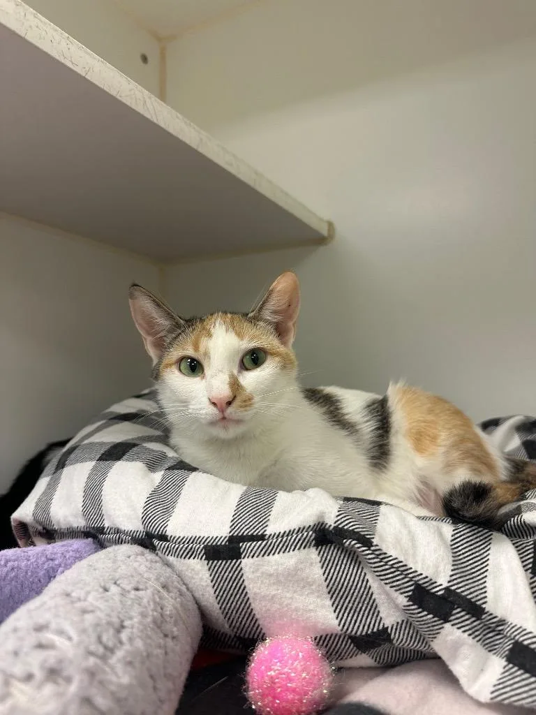 A young medium-sized female Domestic Short Hair cat named Mary for adoption in Johnson City, TN