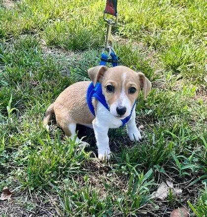 Mijo