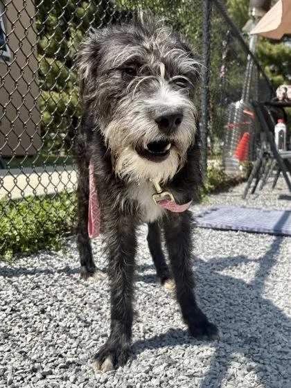 An adult medium-sized male Mixed Breed dog named Dozer for adoption in Cincinnati, OH