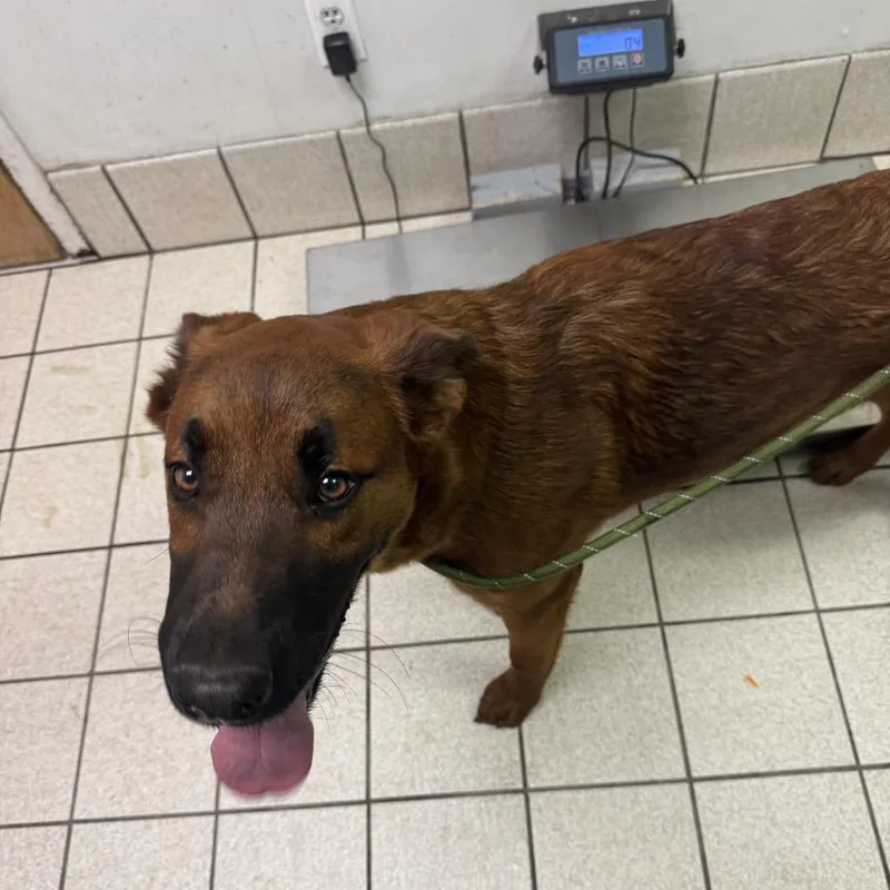 A young medium-sized male Brown / Chocolate Mixed Breed dog named Loki Odin for adoption in Charleston, WV
