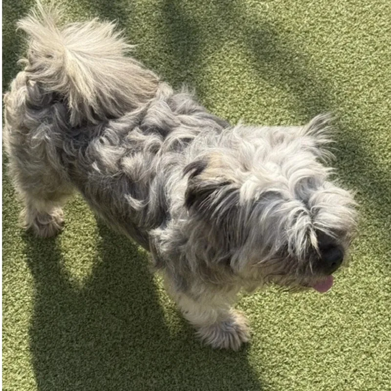 A young small-sized male Lhasa Apso dog named Branson for adoption in Norwalk, CT