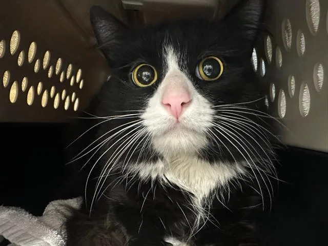 A young medium-sized male Domestic Medium Hair cat named Squibly for adoption in Boston, MA