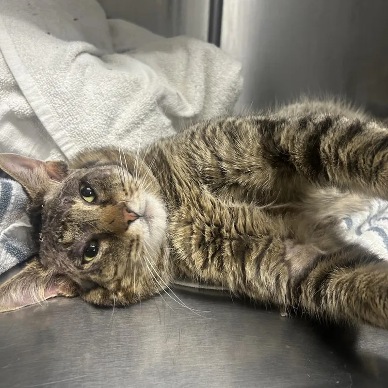 An adult medium-sized male Brown / Chocolate Domestic Short Hair cat named El Gato for adoption in Indianapolis, IN