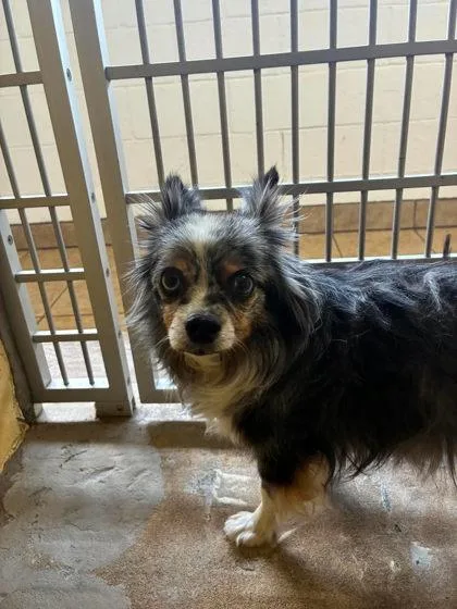A senior small-sized male Black Mixed Breed dog named Banditt for adoption in Canon City, CO