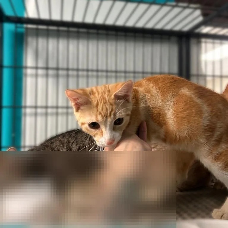 An adult medium-sized male Orange / Red Domestic Short Hair cat named They Were Roommates for adoption in Davenport, IA